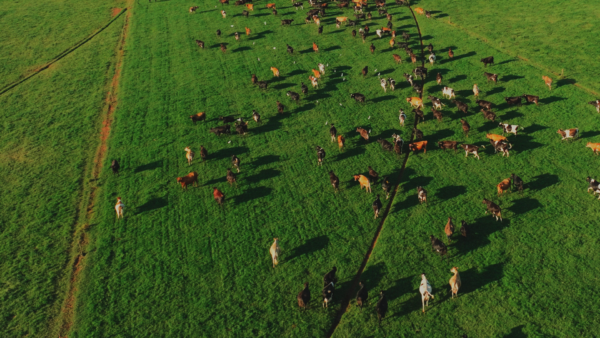 Gestos de amor – Do campo ao copo