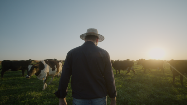 Gestos de amor – Do campo ao copo