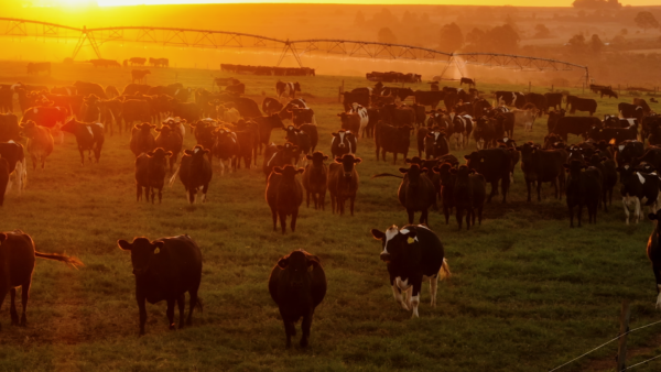 Gestos de amor – Do campo ao copo