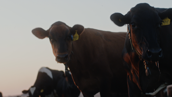 Gestos de amor – Do campo ao copo